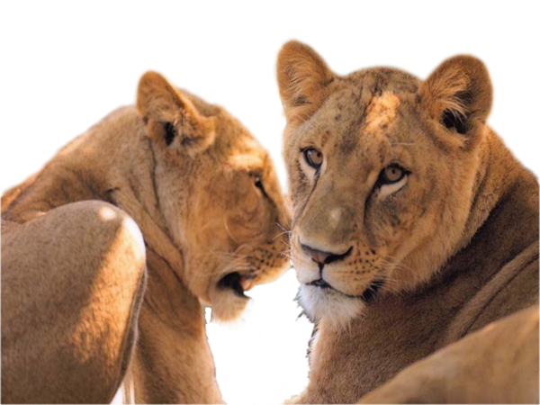 KIKOU LES AMIES ET AMIS...